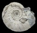 Wide Kosmoceras Ammonite - England #60301-1